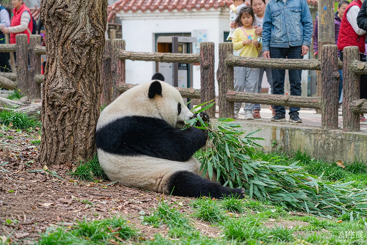 北京动物园与大熊猫：家庭半日游